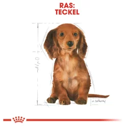 Royal Canin Dachshund - Puppy-Hondenvoer - 1.5 Kg 12 Royal Canin Dachshund - Puppy-Hondenvoer - 1.5 Kg -Dierbenodigdheden-Honden 8581 030613 5