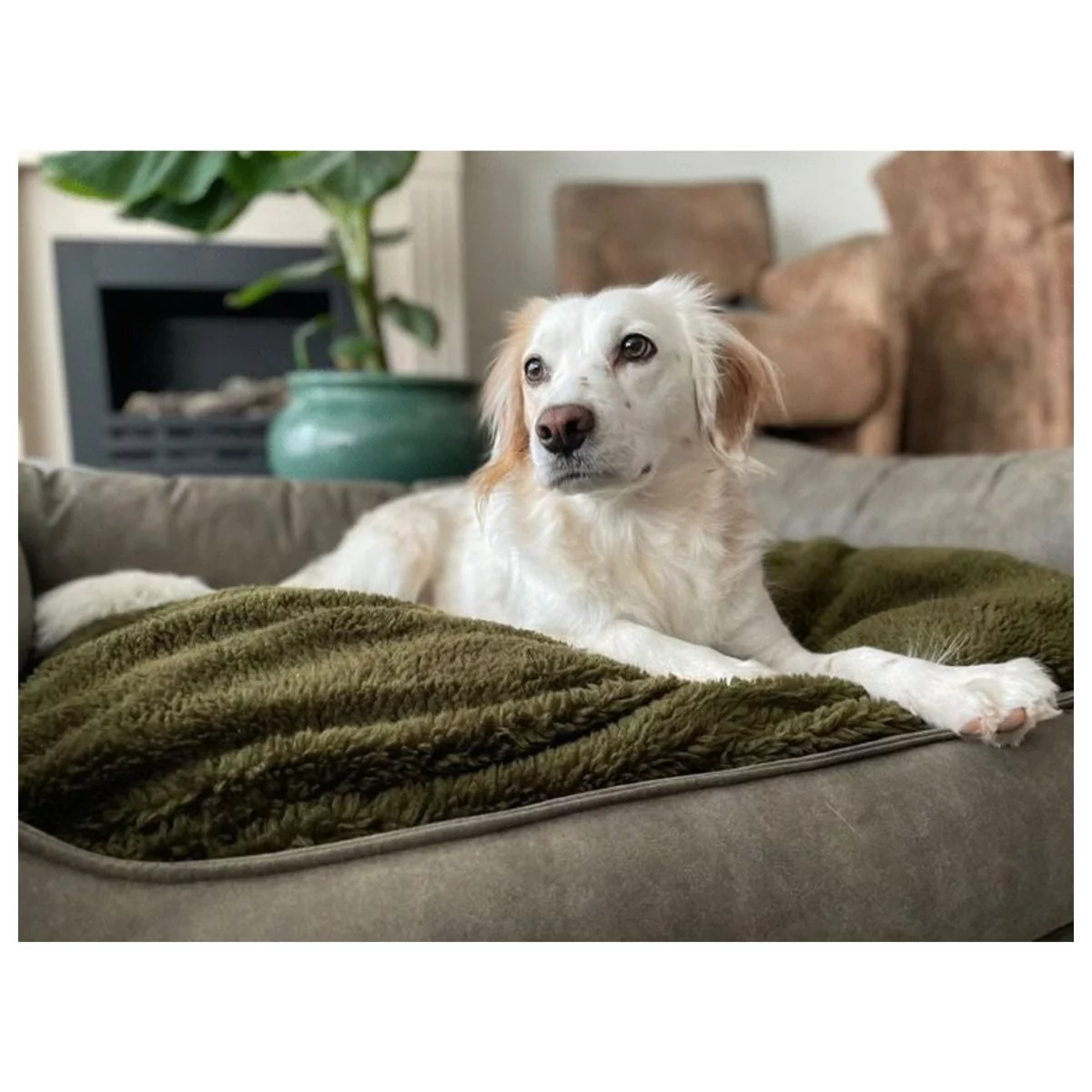 Maxxnobel Orthopedische Sofa Lederlook/Teddy Olijfgroen - Hondenbank 7 Maxxnobel Orthopedische Sofa Lederlook/Teddy Olijfgroen - Hondenbank - Afbeelding 7