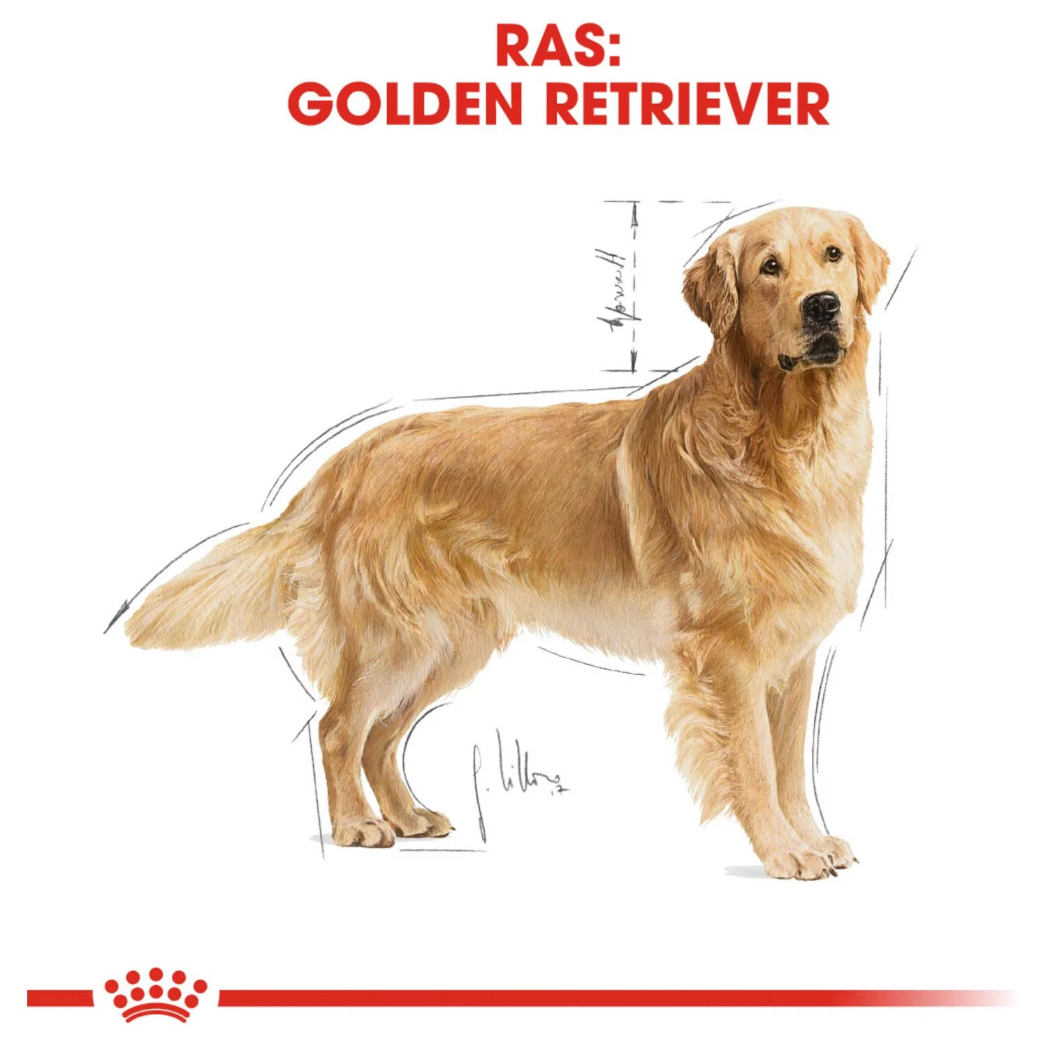 Royal Canin Golden Retriever Adult - Hondenvoer 5 Royal Canin Golden Retriever Adult - Hondenvoer - Afbeelding 5