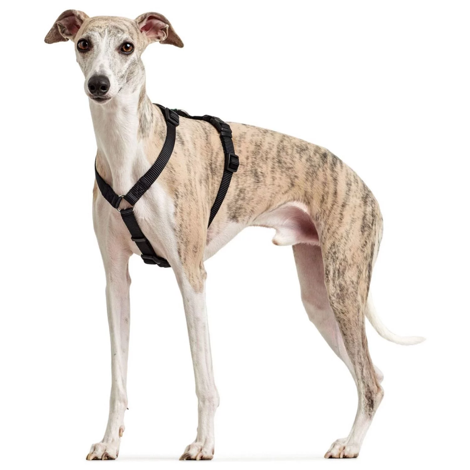 Hunter Veiligheidstuig Vario Rapid Zwart - Hondenharnas 4 Hunter Veiligheidstuig Vario Rapid Zwart - Hondenharnas - Afbeelding 4