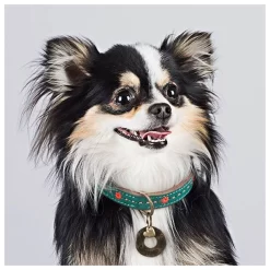 Dwam Halsband Janis Multi-Color - Hondenhalsband 5 Dwam Halsband Janis Multi-Color - Hondenhalsband -Dierbenodigdheden-Honden 9976 M 30002456 3